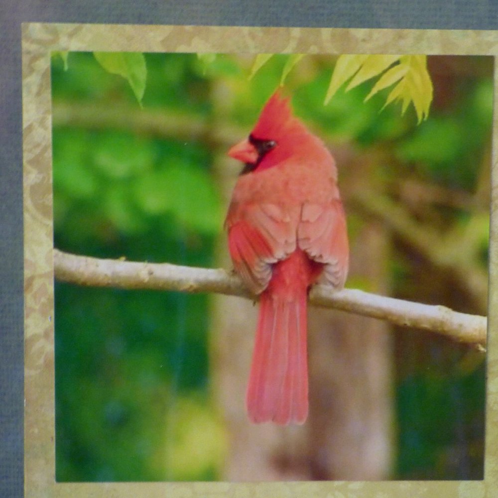 Cardinal framed photo